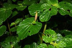 Peperomia pachystachya