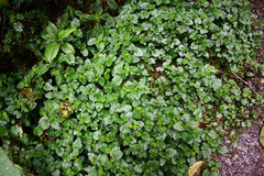 Peperomia pachystachya