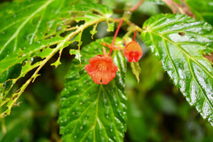 Begonia longirostris