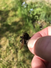 Bombus hortorum