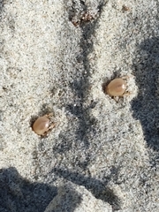 Chaerodes trachyscelides