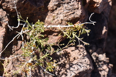 Pleurocoronis laphamioides