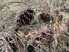 Opuntia cymochila