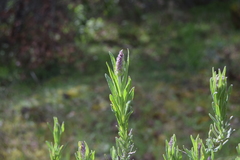 Lavandula stoechas