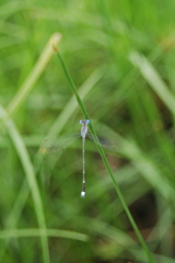Lestes dissimulans