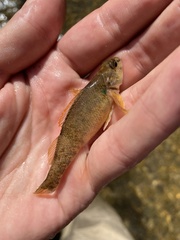 Etheostoma variatum
