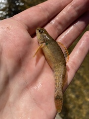 Etheostoma variatum
