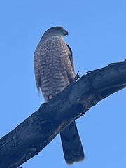 Accipiter cooperii