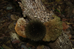 Apeiba tibourbou
