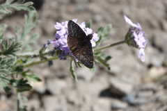 Erynnis brizo