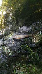 Rhinichthys osculus klamathensis