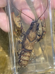 Faxonius cristavarius