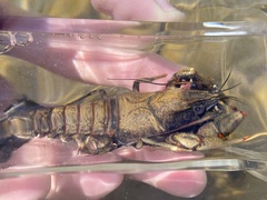 Faxonius cristavarius