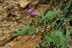 Glandularia latilobata