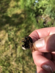Bombus hortorum