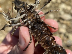 Faxonius cristavarius