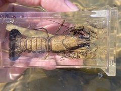 Faxonius cristavarius