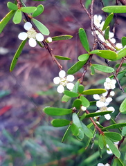Leptospermum polyanthum