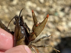 Faxonius cristavarius