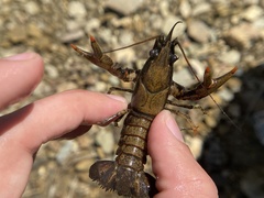 Faxonius cristavarius