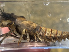 Faxonius cristavarius