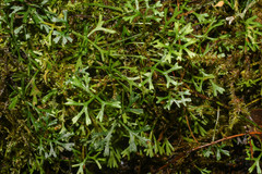 Elaphoglossum tripartitum