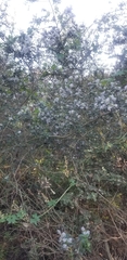 Ceanothus thyrsiflorus thyrsiflorus