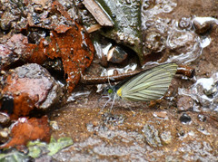 Leptophobia caesia