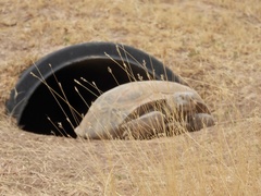 Gopherus flavomarginatus