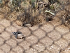 Gopherus flavomarginatus