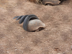 Gopherus flavomarginatus