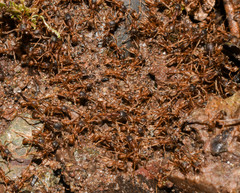 Labidus spininodis