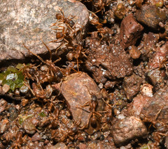 Labidus spininodis