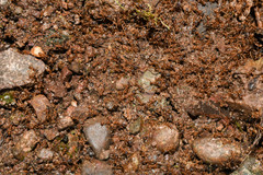 Labidus spininodis