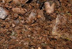 Labidus spininodis