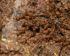 Labidus spininodis