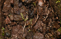 Labidus spininodis