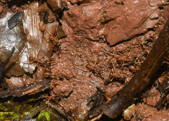 Labidus spininodis