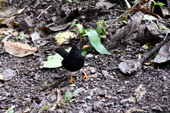 Turdus serranus