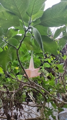 Brugmansia versicolor