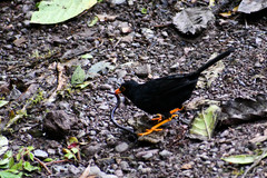 Turdus serranus