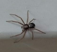 Pulchellodromus pulchellus