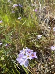 Leptosiphon androsaceus