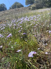 Leptosiphon androsaceus