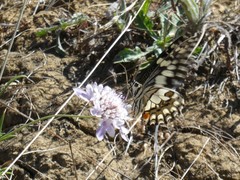 Papilio demoleus sthenelus