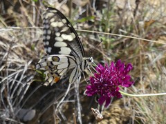 Papilio demoleus sthenelus