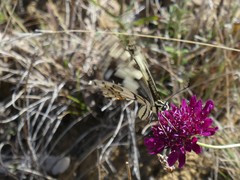 Papilio demoleus sthenelus