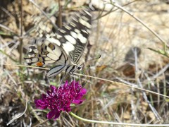 Papilio demoleus sthenelus