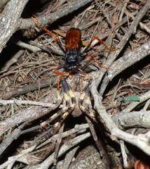 Tachypompilus ignitus