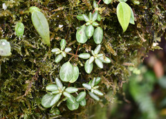Peperomia caespitosa